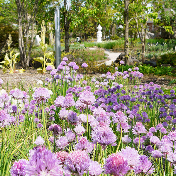 ハーブ庭園 旅日記 富士河口湖庭園